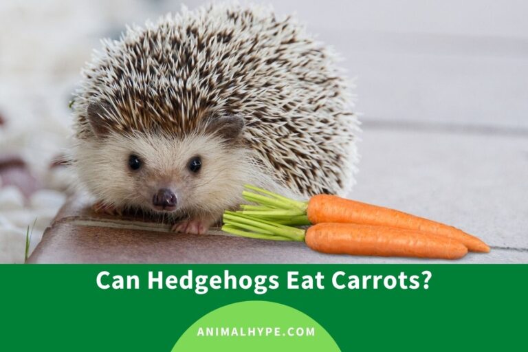 ¿Pueden los erizos comer zanahorias?  – Exageración animal