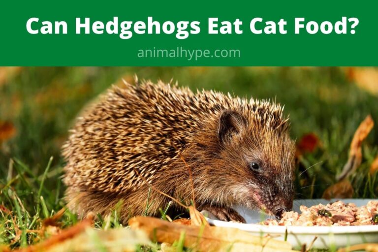 ¿Pueden los erizos comer comida para gatos?