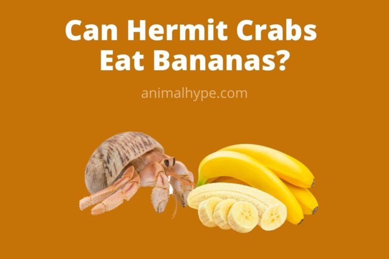 ¿Pueden los cangrejos ermitaños comer plátanos?