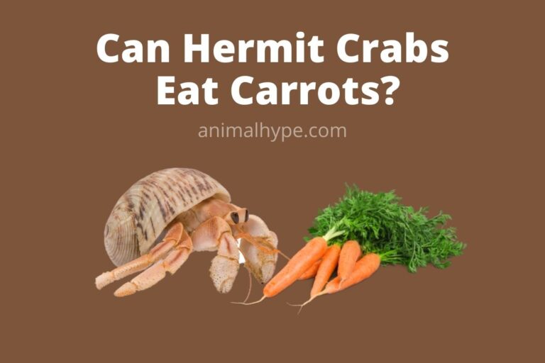 ¿Pueden los cangrejos ermitaños comer zanahorias?