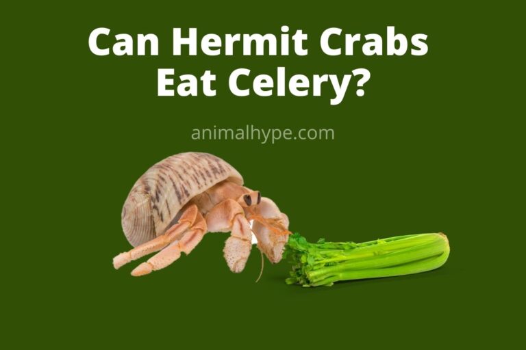 ¿Pueden los cangrejos ermitaños comer apio?