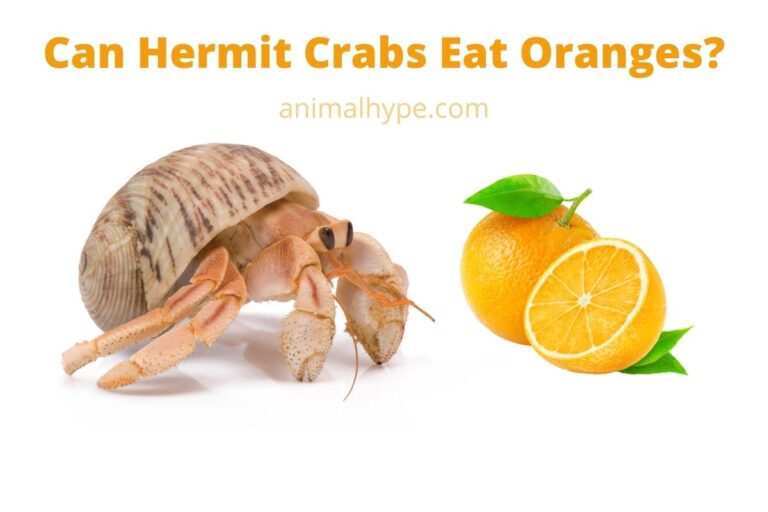 ¿Pueden los cangrejos ermitaños comer naranjas?