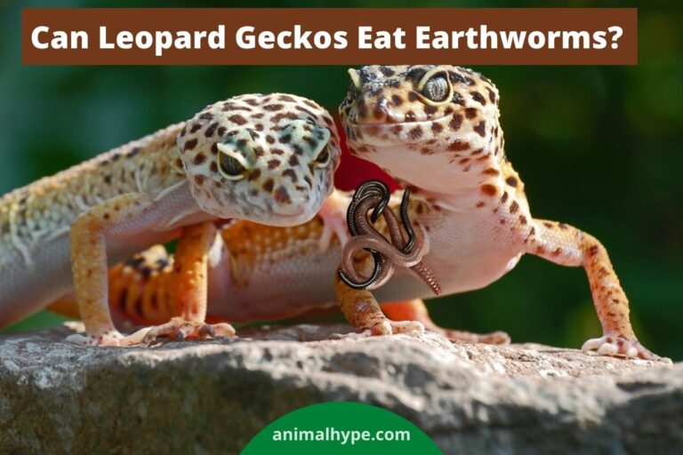 ¿Pueden los geckos leopardo comer lombrices de tierra?