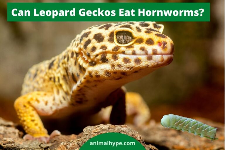 ¿Pueden los geckos leopardo comer gusanos cuernos?