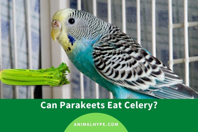 ¿Pueden los periquitos comer apio?  – Exageración animal
