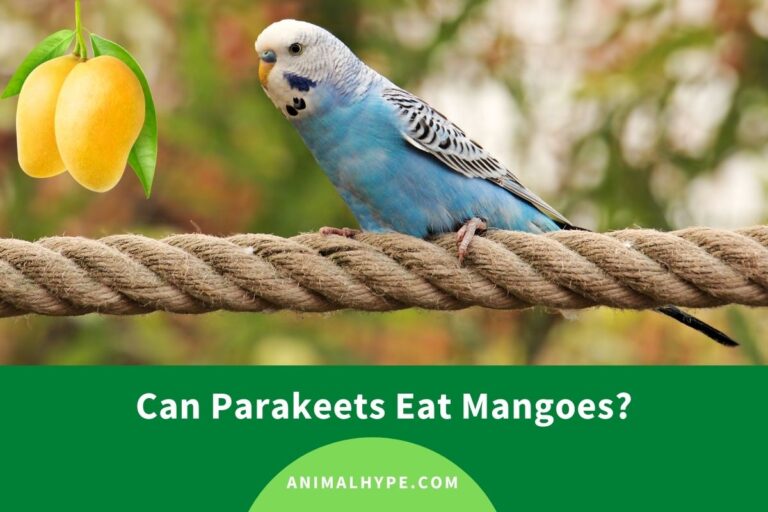 ¿Pueden los periquitos comer mangos?  – Exageración animal
