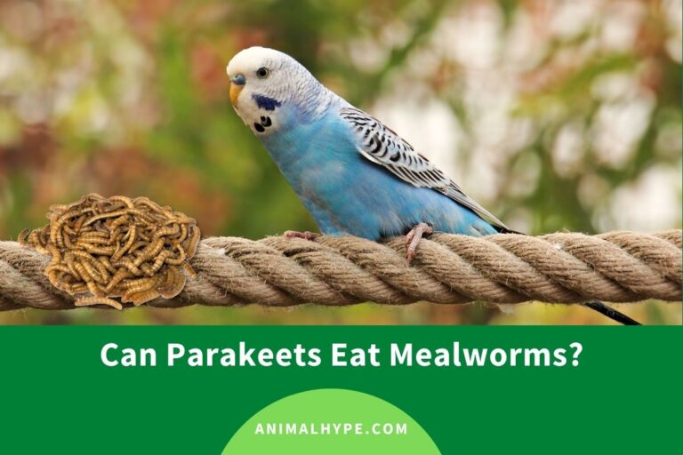 ¿Pueden los periquitos comer gusanos de la harina?  – Exageración animal