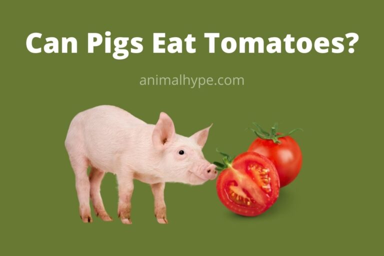 ¿Pueden los cerdos comer tomates?  – Exageración animal