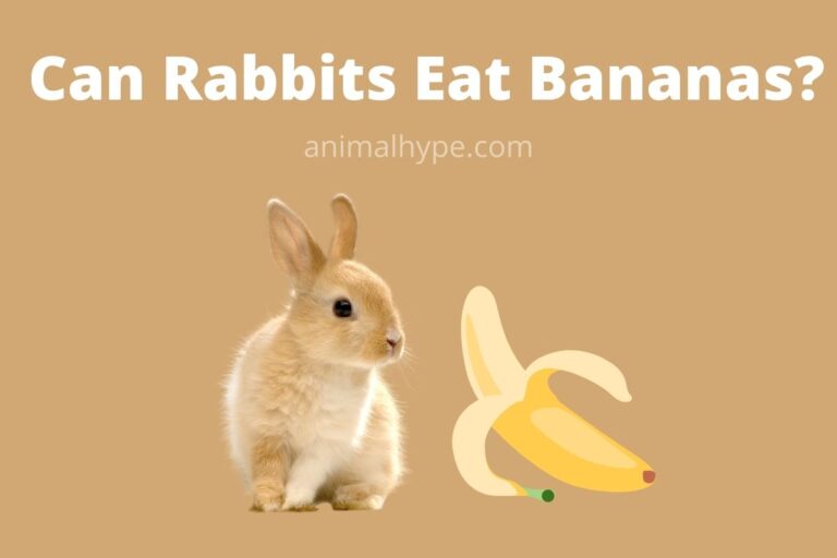 ¿Pueden los conejos comer plátanos?  – Exageración animal