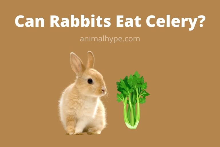 ¿Pueden los conejos comer apio?  – Exageración animal
