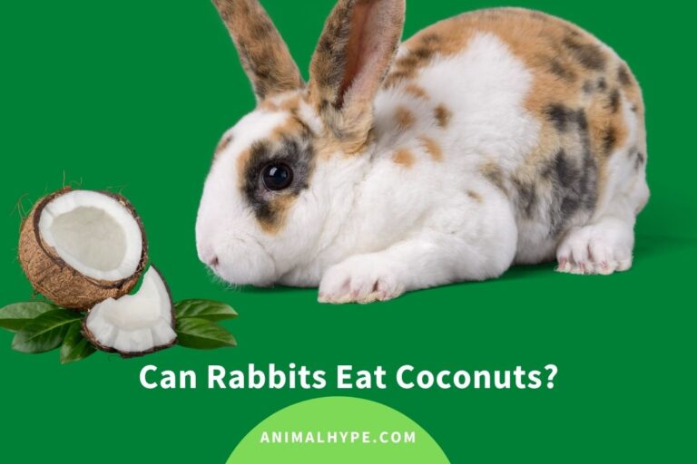 ¿Pueden los conejos comer cocos?  – Exageración animal