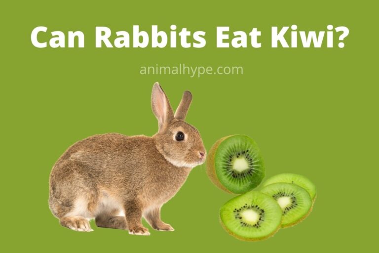 ¿Pueden los conejos comer kiwi?  – Exageración animal