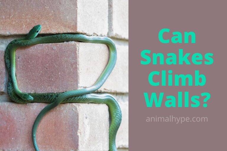 ¿Pueden las serpientes trepar paredes?  – Exageración animal