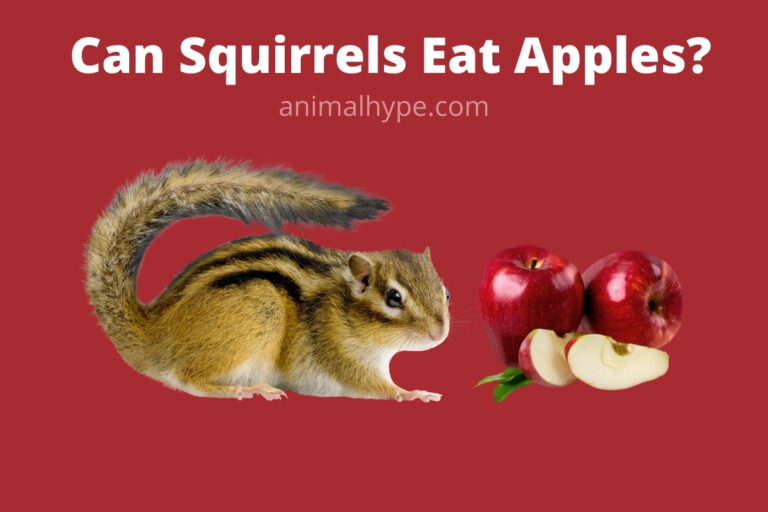 ¿Pueden las ardillas comer manzanas?  – Exageración animal