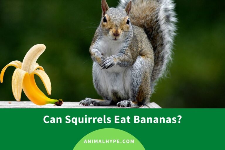 ¿Pueden las ardillas comer plátanos?  – Exageración animal