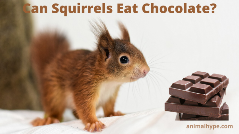 ¿Pueden las ardillas comer chocolate?
