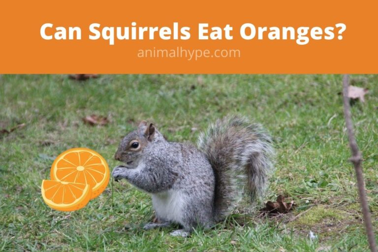 ¿Pueden las ardillas comer naranjas?  – Exageración animal