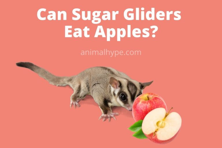 ¿Pueden los petauros del azúcar comer manzanas?