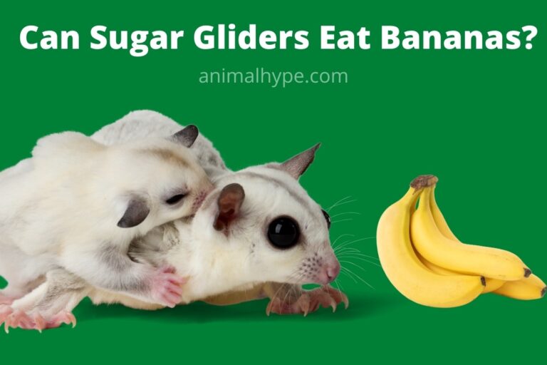 ¿Pueden los petauros del azúcar comer plátanos?