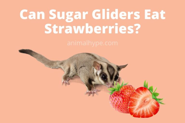 ¿Pueden los petauros del azúcar comer fresas?