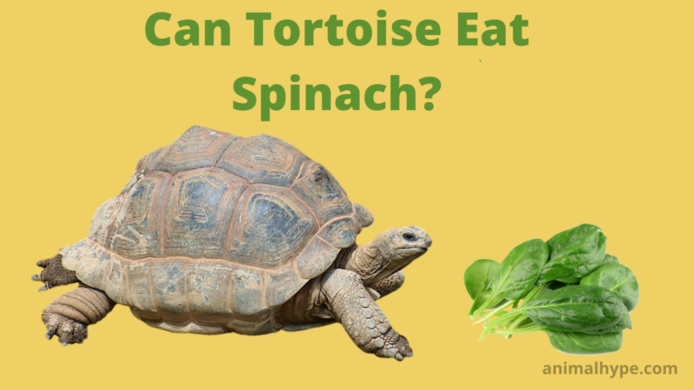 ¿Puede la tortuga comer espinacas?  – Exageración animal