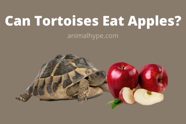 ¿Puede la tortuga comer manzanas?  – Exageración animal