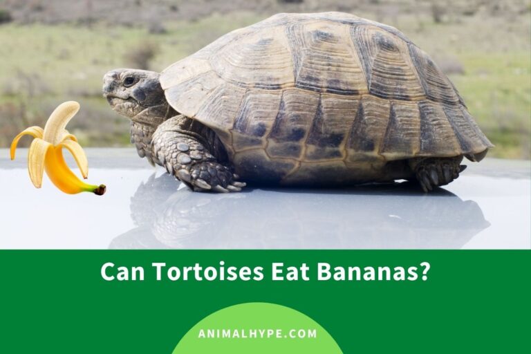 ¿Pueden las tortugas comer plátanos?  – Exageración animal