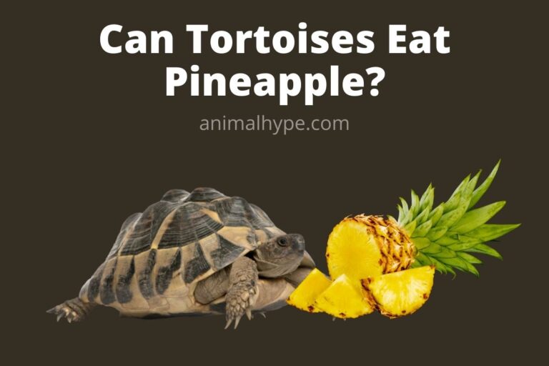 ¿Pueden las tortugas comer piña?  (Guía completa)
