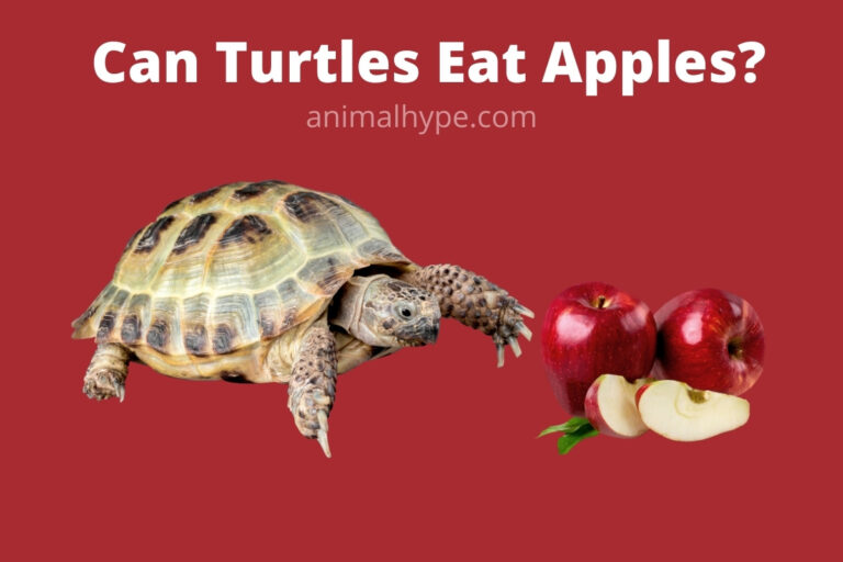 ¿Pueden las tortugas comer manzanas?  – Exageración animal