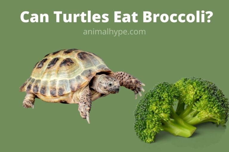 ¿Pueden las tortugas comer brócoli?  – Exageración animal