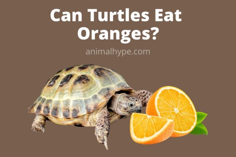 ¿Pueden las tortugas comer naranjas?  – Exageración animal