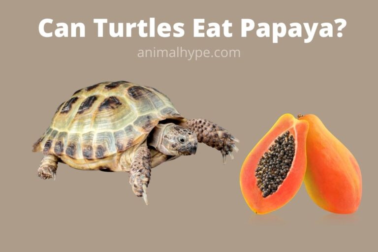 ¿Pueden las tortugas comer papaya?  – Exageración animal