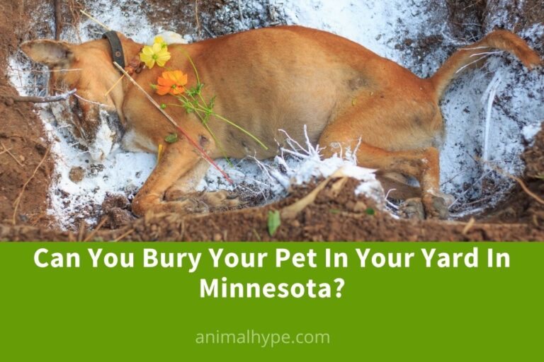 ¿Puedes enterrar a tu mascota en tu jardín en Minnesota?