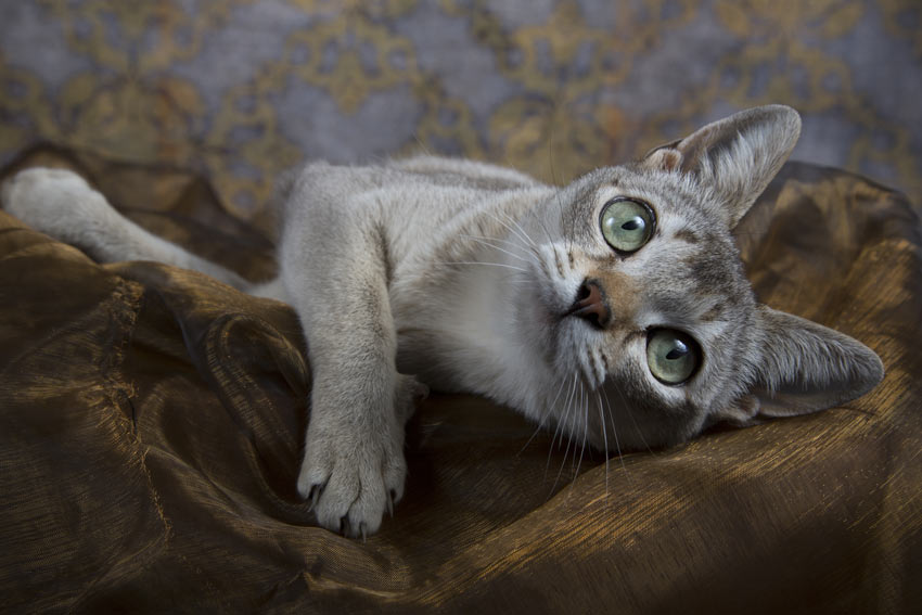 Un gato Singapura con hermosos ojos verdes acostado