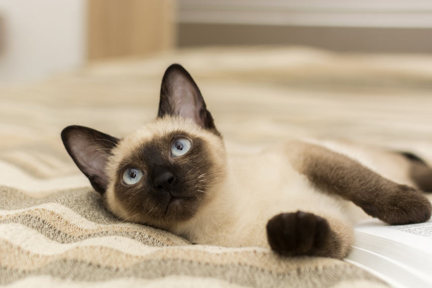 Un encantador gato siamés con hermosos ojos azules.