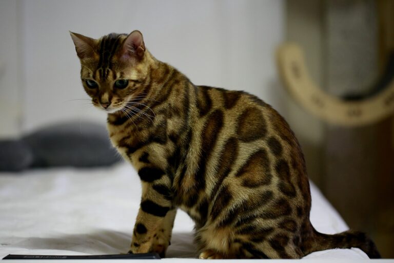 8 razas de gatos que parecen tigres