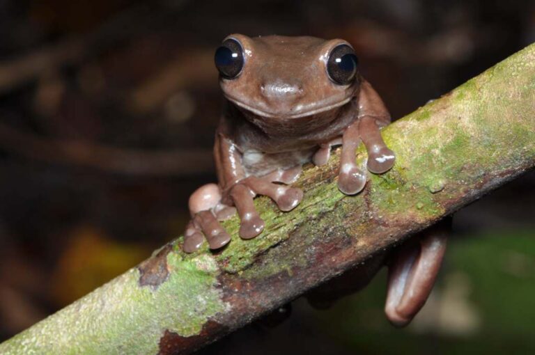 Rana de chocolate: una especie rara encontrada en Nueva Guinea (con imágenes)