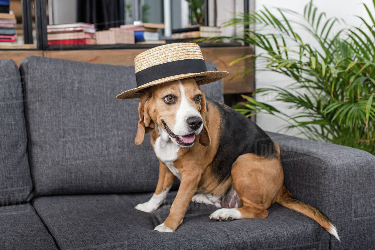 Gracioso perro beagle con sombrero de paja sentado en el sofá - Foto de archivo - Disolver