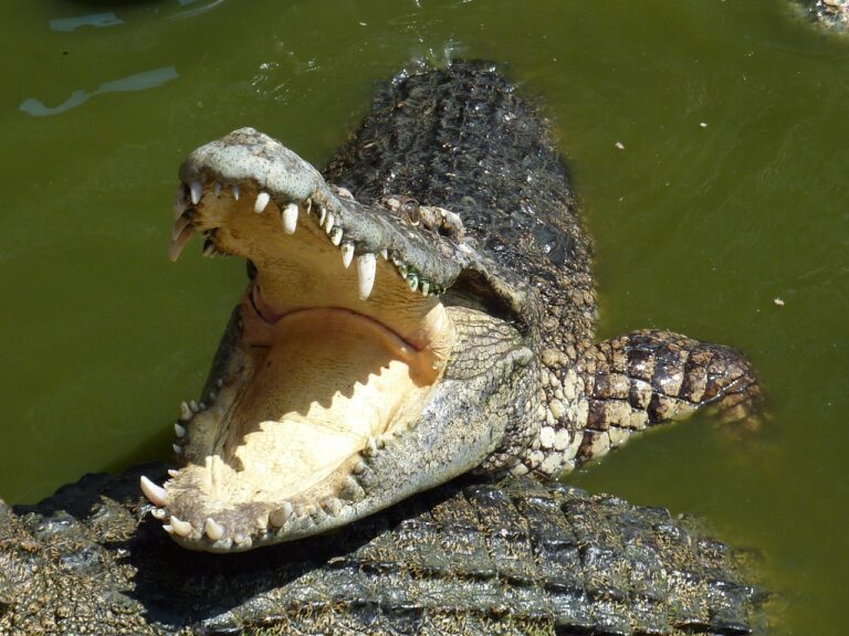 ¿Los cocodrilos tienen lengua?  – Exageración animal