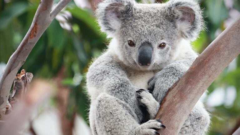 ¿Los koalas tienen bolsas?