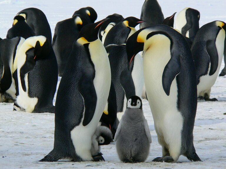 ¿Los pingüinos tienen plumas o pelaje?