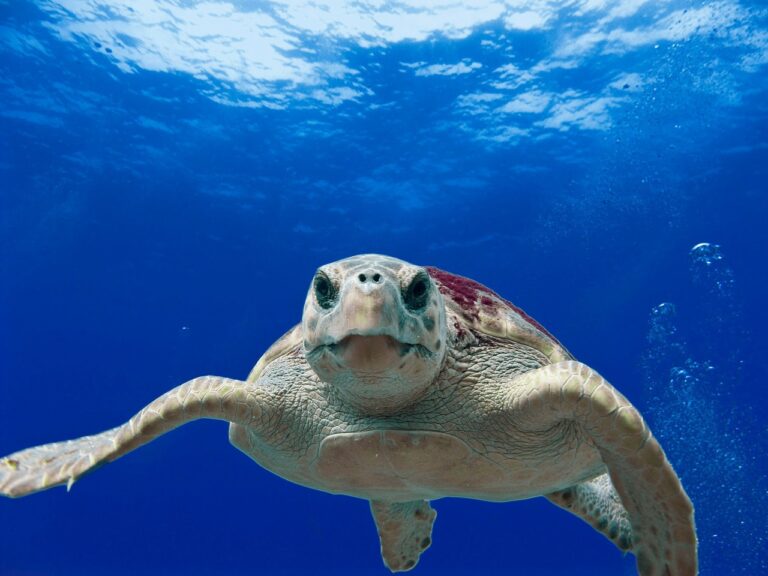 ¿Muerden las tortugas marinas?  – Exageración animal
