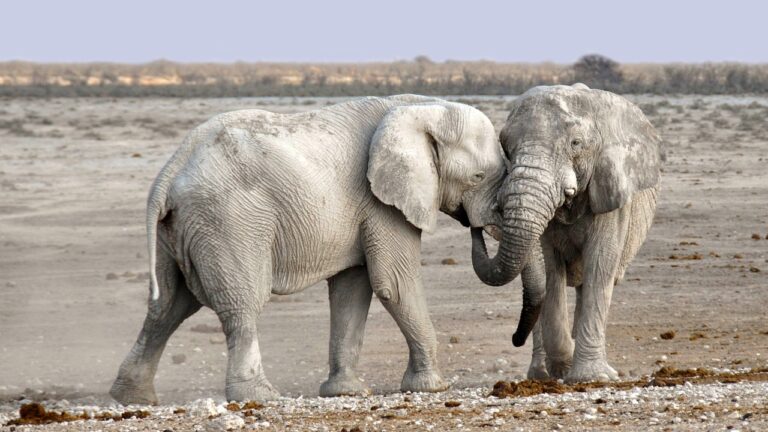 ¿Existen los elefantes blancos?