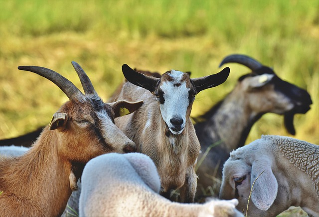 ¿Pueden las cabras comer uvas?  – Exageración animal