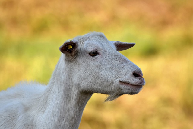 ¿Pueden las cabras comer apio?  – Exageración animal
