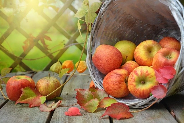 ¿Pueden los periquitos comer manzanas?  – Exageración animal