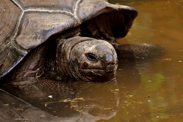 ¿Pueden las tortugas comer pepino?  – Exageración animal
