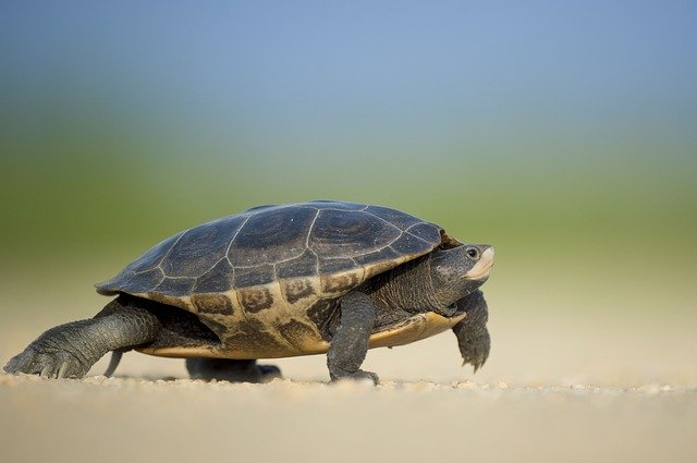 ¿Pueden las tortugas comer zanahorias?  – Exageración animal