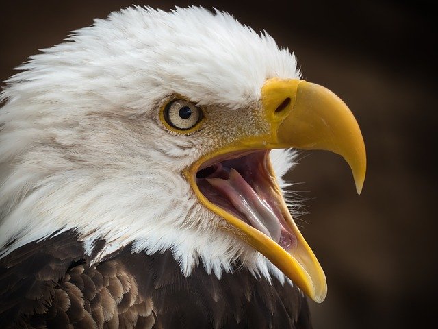 Águila vs Halcón: ¿Cuál es la diferencia?