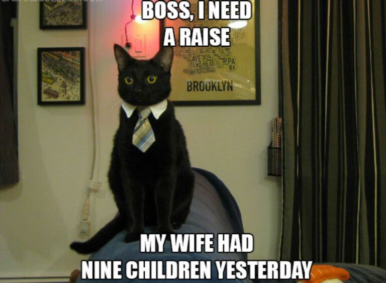 47 memes de gatos más divertidos de todos los tiempos